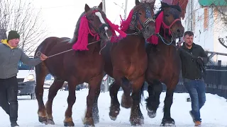 Armăsarii lui Beny de la Marginea - Suceava 2023