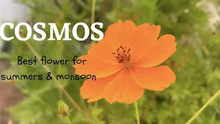 How to grow Cosmos flowers||Summer flowering plant||Easy to grow flowering plant from seeds