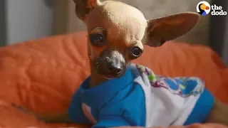 Grumpy Chihuahua Loves His Wobbly Little Brother | The Dodo