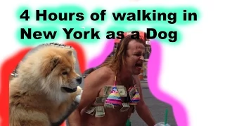 4 Hours of walking in New York as a Dog