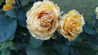 Рози 11 ІДЕЙ клумб щоб зробити красивий сад Красиві клумби та квітники перед домом Квіти Дизайн Ч.3
