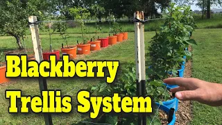 💲CHEAP EASY TRELLIS FOR BLACKBERRIES AND RASPBERRIES 🍇GIVE YOUR BERRIES A LIFT! 💪You Can DO THIS ✔️👍