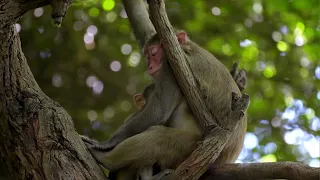 A snatched macaque back to its mother| CCTV English