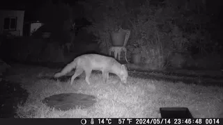 TrailCam 14/5/24 Essex Garden