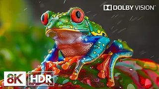 The World's Species Diversity By 8K HDR | Dolby Vision™