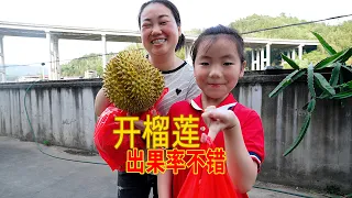 I purchased a durian! How much durian flesh will there be