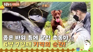 [TV 동물농장 레전드] 6박 7일째 좁은 바위 틈에 갇힌 초롱이, 기적의 구조 순간! 😭 I TV동물농장 (Animal Farm) | SBS Story