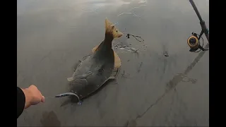 Catching Halibut and Sand Bass from the Beach: Fall Surf Fishing