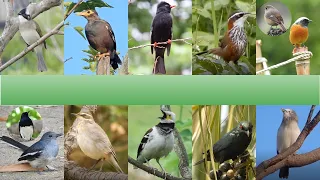 常見鳥類聲音4