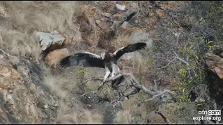 Verreaux Black Eagles ~ Young Eagle Takes Flight & Returns Home! 8.29.22