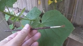 Gardening Quick Tips: How to Pollinate Flowers By Hand