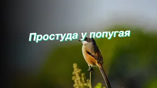 Простуда у попугая