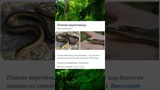 не убивайте ящерицы и змей.🦎🐊🐍