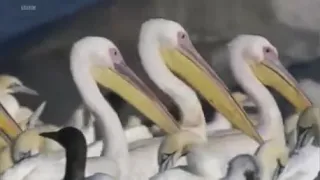 Пеликаны жрут птиц