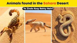 Top 10 Weirdest Animals Living In The Desert | Sahara Desert | Versatile dani