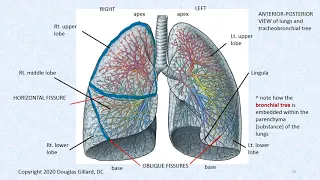 Respiratory System Review: Brush Up Your Knowledge of its Anatomy, Embryology, Histology Physiology