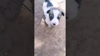 this puppy mother's dead