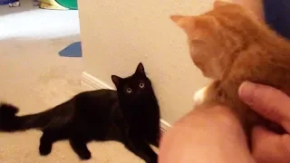 The First Time Cole and Marmalade Met