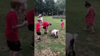Cute goat waging their tail