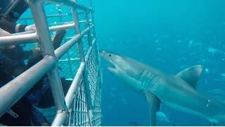Great White Sharks! Footage from 1st May 2016