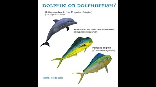 Difference between a dolphin and a dolphinfish