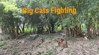 Big cats fighting for a prey