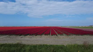 Tulip fields Julianadorp, Netherlands May 6, 2022
