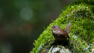 Eurasian Wren ミソサザイ 囀り 羽繕い