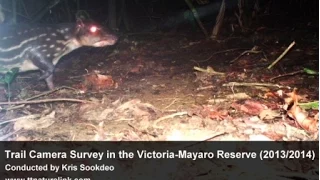 Trail Camera Survey in the Victoria-Mayaro Reserve (2013/2014) - Kris & Charles Sookdeo