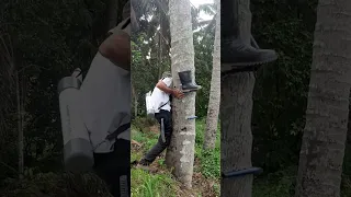 memanjat pohon kelapa super tinggi sekali... dengan menggunakan alat sepatu panjat kelapa
