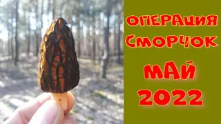 СМОРЧКИ 2022! ГРИБНЫЕ МЕСТА КУРСКА! НАШЕЛ ГИГАНТА! ПОИСК ВЕСЕННИХ ГРИБОВ И МОНЕТ В ГОРЕЛОМ ЛЕСУ!