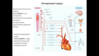 Иннервация сердца