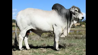 Karmoo Brahmans 2023 Bull Sale - Lot 3(PS)