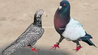 10 Most Beautiful Fancy Pigeons Collection | Indian Pigeon Breeds | World Unique Amazing Pigeon Farm