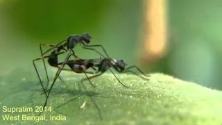Fly mating (Stilt legged fly, Micropezidae) | Insect Behavior #video #insects #love