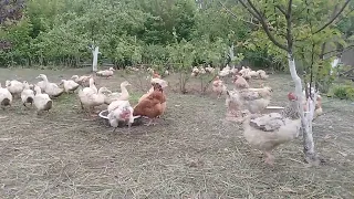 dacklings and chickens