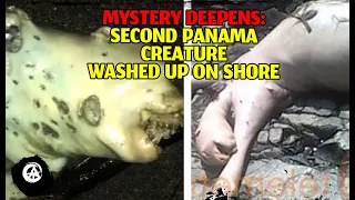 Strange Mutated Creature Washes up in Panama ...  AGAIN (PANAMA CREATURE PART 2)