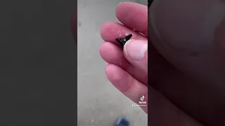 Hunting for shark teeth! #jacksonville #jaxbeach #sharkteeth