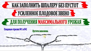 🍇 Как УСИЛЕННОЕ ПЛОДОВОЕ звено на винограде применяют для ПОВЫШЕНИЯ УРОЖАЯ и для заполнения ПУСТОТ.