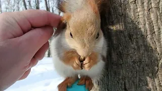 Кормлю беременную белку строителя / Feeding a pregnant squirrel builder