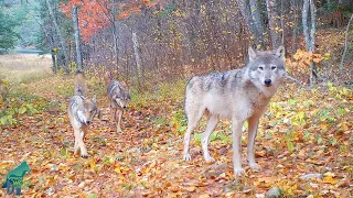 The Nashata Pack in the stunning fall colors of northern Minnesota