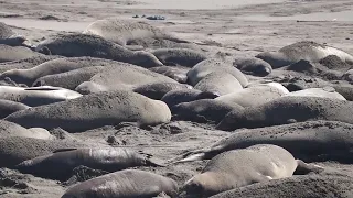 San Simeon beach - Home of the elephant seals - February 2023