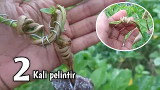 DUA KALI PELINTIRAN SANCANG PELINTIR EXTREM | Premna Microphylla