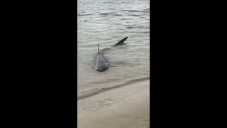 Beachgoers Watch as Shark Swims in Shallow Waters at Sydney Beach