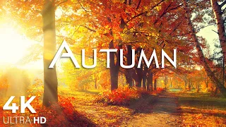 Hello October 🍁 4K Autumn sounds  "Autumn Pathways" Heal all physical and mental pain