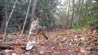 Gorgeous coyote puts on a show for the trail cam!