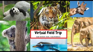 Virtual Field trip to San Diego Zoo