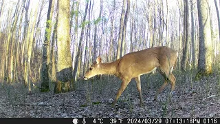 New trail camera footage