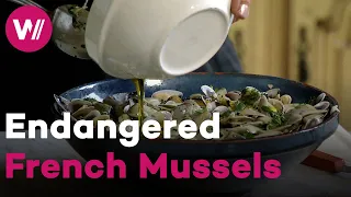 Seafood delicacies: French mussels from the Camargue