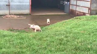 Kit and Jesse’s first time outside at Dean Farm Trust